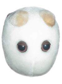 foto Pivn kvasinka (Saccharomyces cerevisiae)